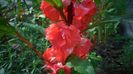 Impatiens balsamina