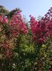 lager. roz inchis Pink