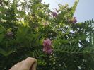 salcam roz 04.07