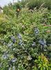 mahonia si buddleja