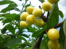 Cires Galben