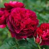 Rosa Darcey Bussel (Ausdecorum)