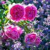 Rosa Princess Alexandra of Kent (Ausmerchant)