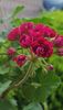 Plum Rambler