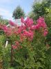 lagestroemia Pink Velour