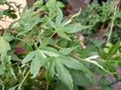 Acer Taiyoh-Nishiki