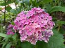 Hydrangea macrophilla "Curly Sparkle"