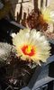 Astrophytum capricorne