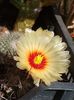 Astrophytum capricorne