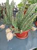 stapelia grandiflora