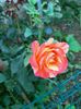IMG20220710202053