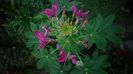 Cleome spinosa