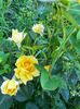 IMG20220710201559