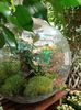 Img.2022.07.13- terrarium 99€