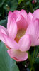 Lotus de Nil - Lotus de India-Nelumbo nucifera