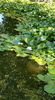 Nymphaea alba