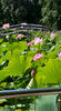 Lotus de Nil - Lotus de India-Nelumbo nucifera