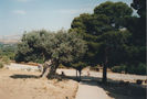 Agrigento. Valea Templelor. Măslinul milenar
