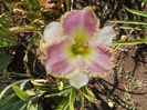 T-z-r3,1-crowning light-16