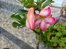 Adenium