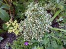Dicentra "Gold Heart" și Aster novi-belgii "Magic Purple"