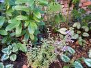 Nepeta faassenii "Walkers Low"