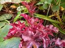 Heuchera americana "Melting Fire"