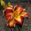 Miss Polonia - bloomed