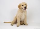 Golden-Retriever2