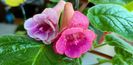 IMG-20220716-WA0010