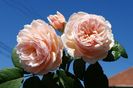 A Shropshire Lad (urcator)