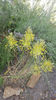 allium flavum