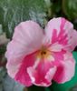 ROYAL BLUSH