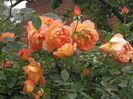 Lady of Shalott (tufa) 60