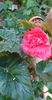 received_717754865986101