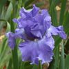 All About Blue
