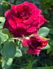 426A202F-25DB-4AC9-A4AE-05747FB5326F
