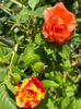 D2578439-05FA-483D-B9A1-82B9B49946DA