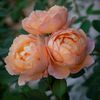 Lady of Shalott (tufa) 40