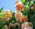 Crown Princess Margareta (urcator) 70