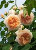 Crown Princess Margareta (urcator) 70