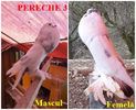 vânduți Mureș