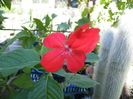 ruellia elegans