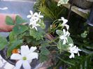 oxalis alb