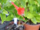 epilobium canum