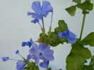 plumbago