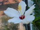 hibiscus cairo apricot