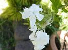 plumbago