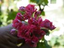 pelargonium australian pink