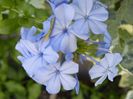 plumbago